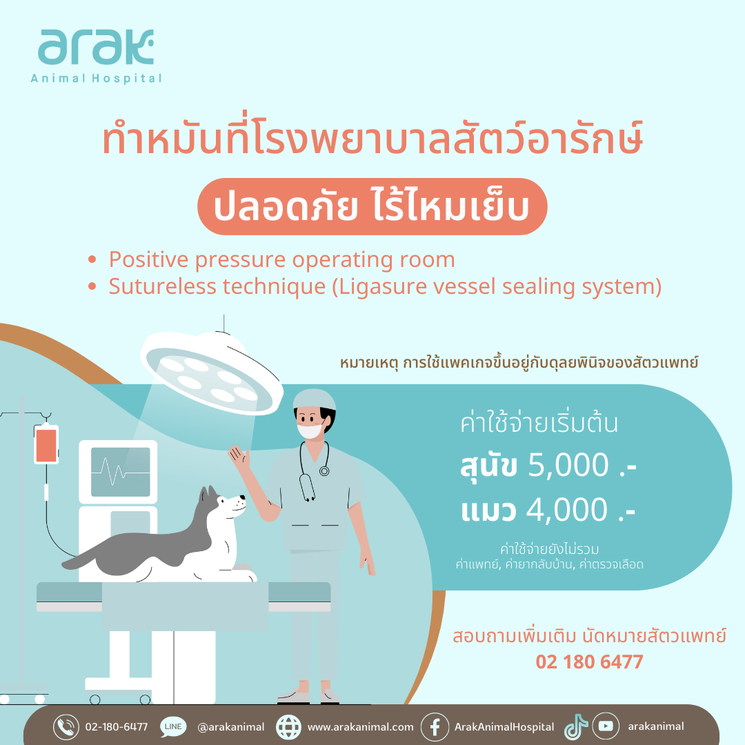 ทำหมันปลอดภัย ไร้ไหมเย็บ ที่โรงพยาบาลสัตว์อารักษ์