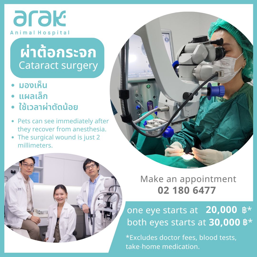 Cataract surgery at Arak Animal Hospital restores vision, involves a small incision, and requires only a short operation time.