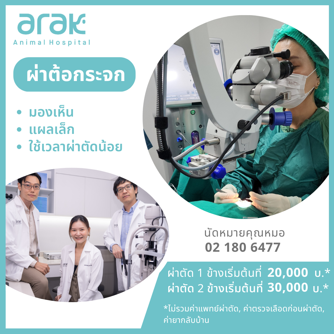 Cataract surgery at Arak Animal Hospital restores vision, involves a small incision, and requires only a short operation time.