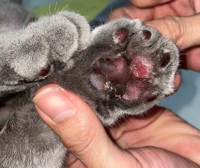 Feline Plasma cell Pododermatitis