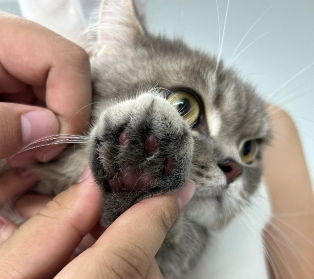 Feline Plasma cell Pododermatitis