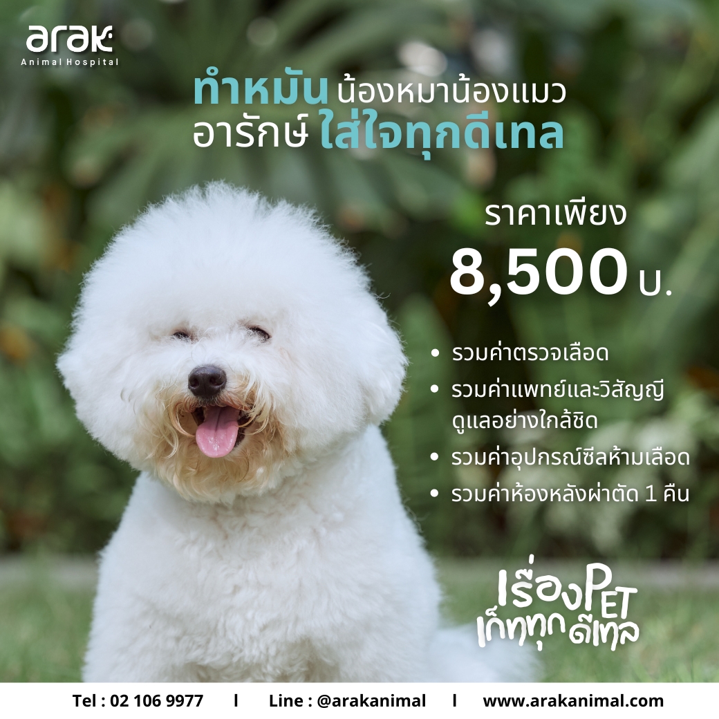 Spay/Neuter Package: 8,500 THB for Dogs & Cats (0-20 kg)