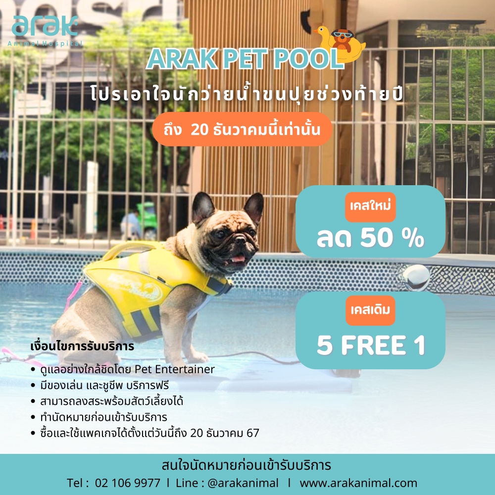 Arak Pet Pool