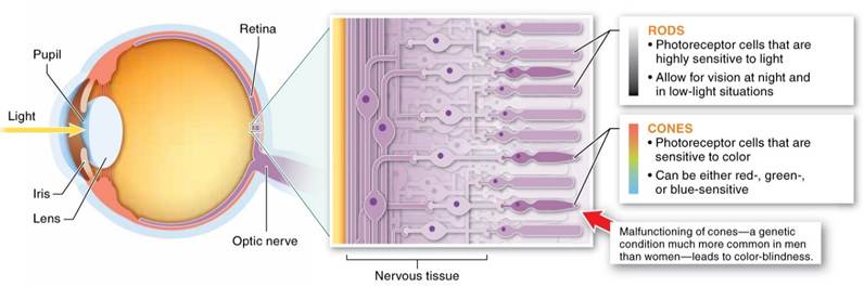 A diagram of a human eye
AI-generated content may be incorrect.