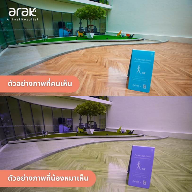 อาจเป็นรูปภาพของ ผลิตภัณฑ์จัดแต่งทรงผม และ ข้อความพูดว่า "arak AnimalHospital Anima PotFriendly ตัวอย่างภาพที่คนเห็น ที่คนเ arak PetF PetFriendty1 rlendly Tsles 大 ตัวอย่างภาพที่น้องหมาเห็น aة"