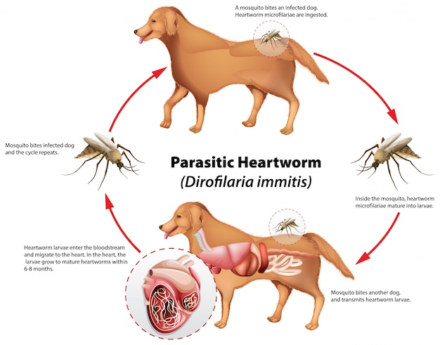 Heartworm Images - Free Download on Freepik