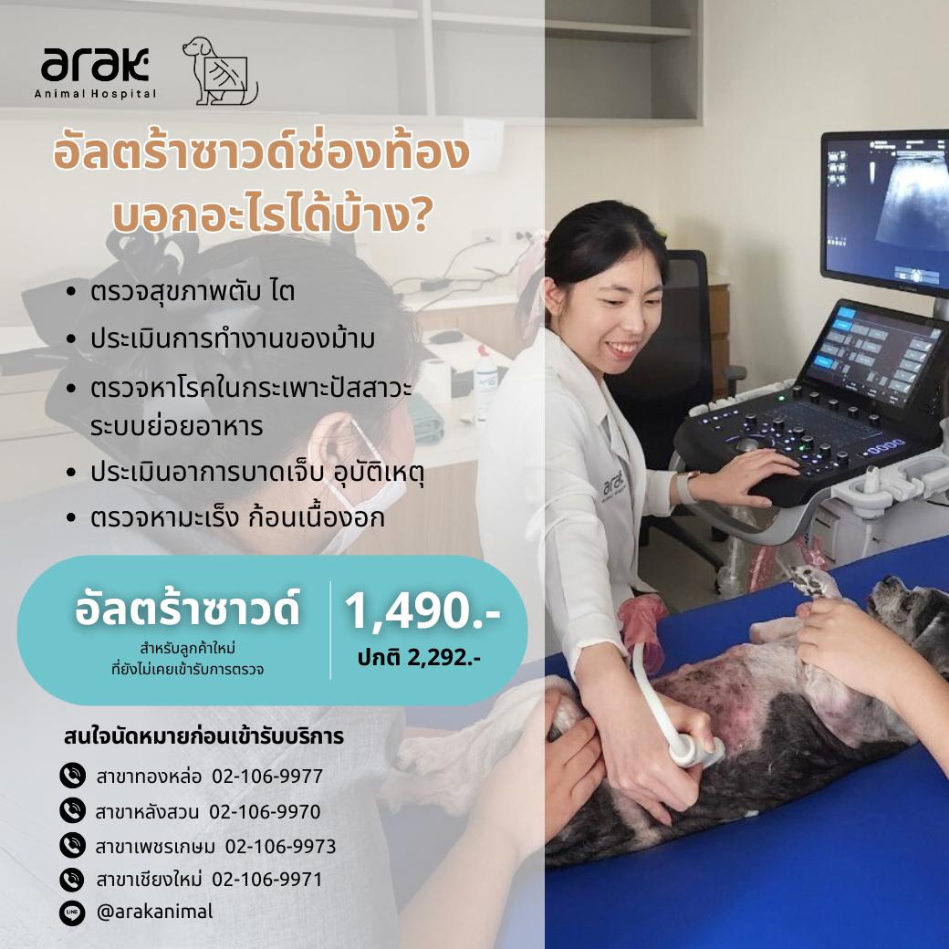 Pet Abdominal Ultrasound Scan Promotion Starts at 1,490 THB