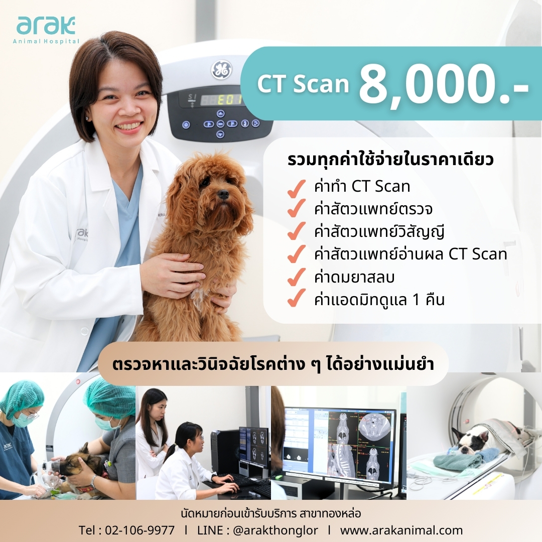 CT Scan for Pets from Only 8,000 THB at Arak Animal Hospital Thonglor