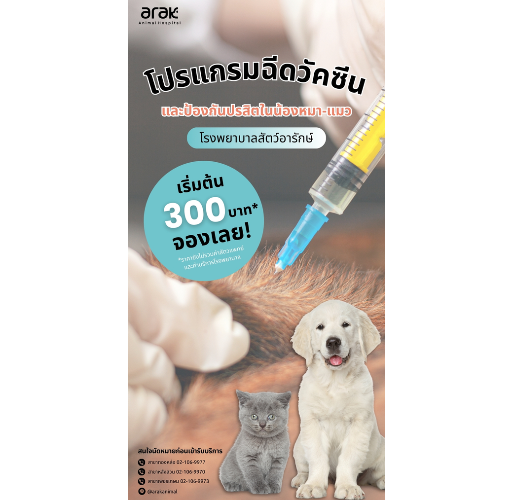 Dog & Cat Vaccine Packages From Just THB 300 at Arak Animal Hospital
