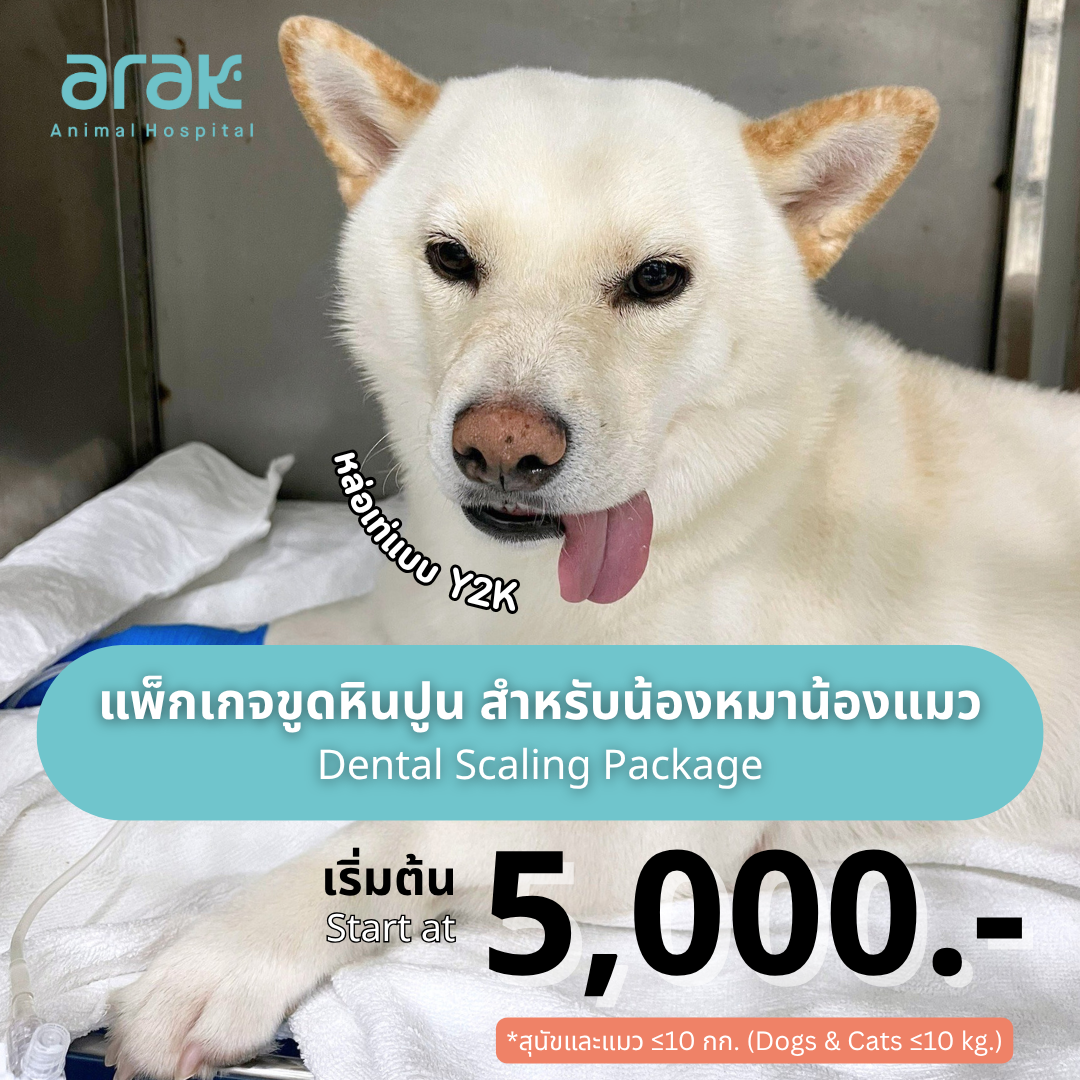 Premium dental scaling for your beloved pet — advanced care by our dedicated veterinary team