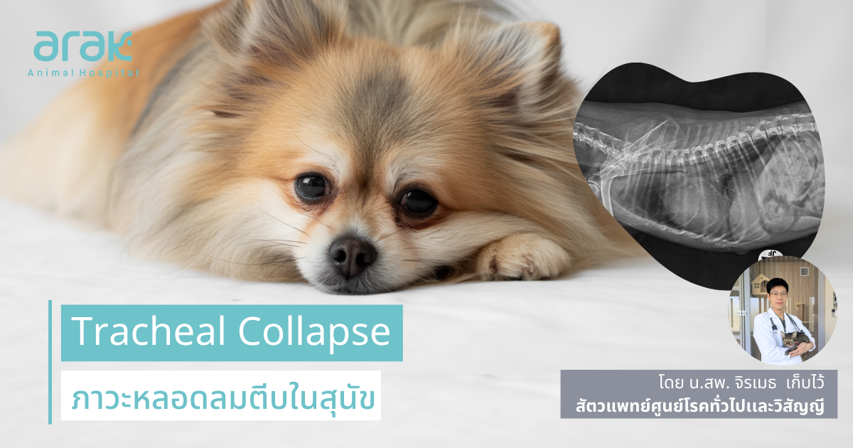 Sunset in the mountains