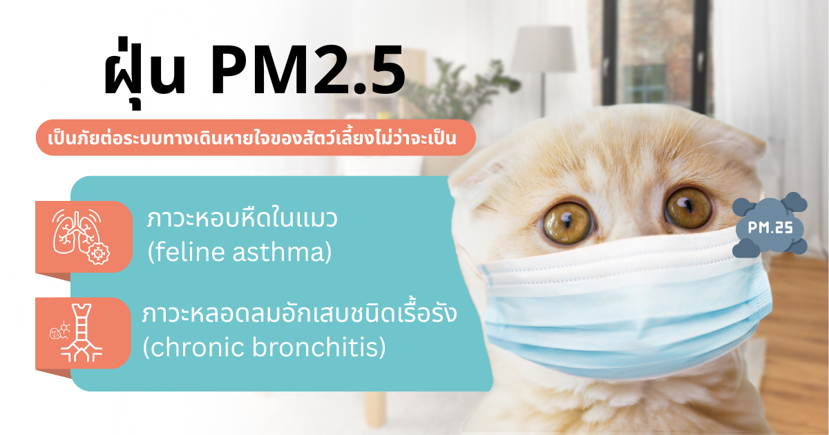 ผลกระทบของฝุ่น PM2.5 ต่อระบบหายใจของสัตว์เลี้ยง เช่น ภาวะหอบหืดในแมว