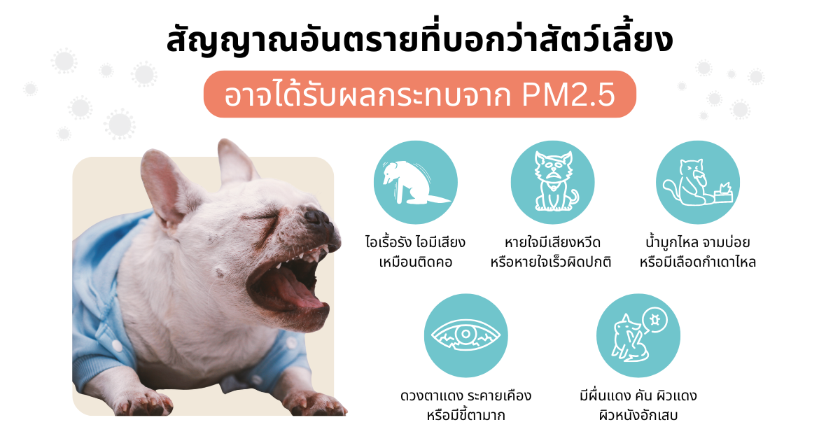ผลกระทบของฝุ่น PM2.5 ต่อระบบหายใจของสัตว์เลี้ยง เช่น ภาวะหอบหืดในแมว