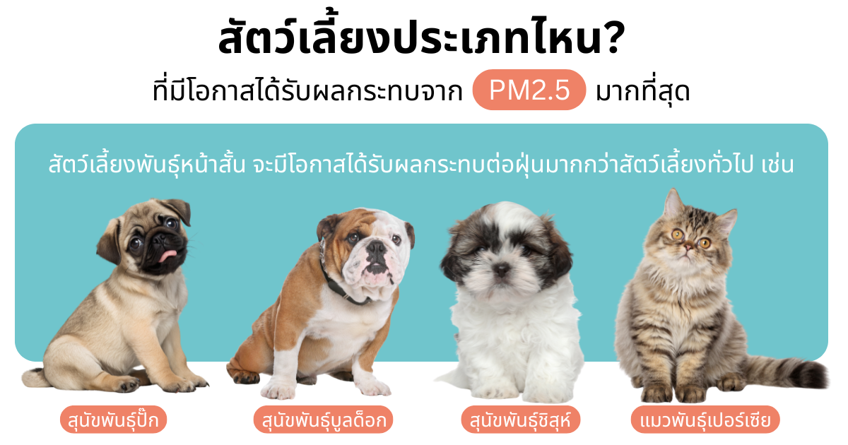 สายพันธุ์สัตว์เลี้ยงหน้าสั้นที่เสี่ยงต่อ PM2.5 เช่น ปั๊ก บูลด็อก ชิสุ เปอร์เซีย