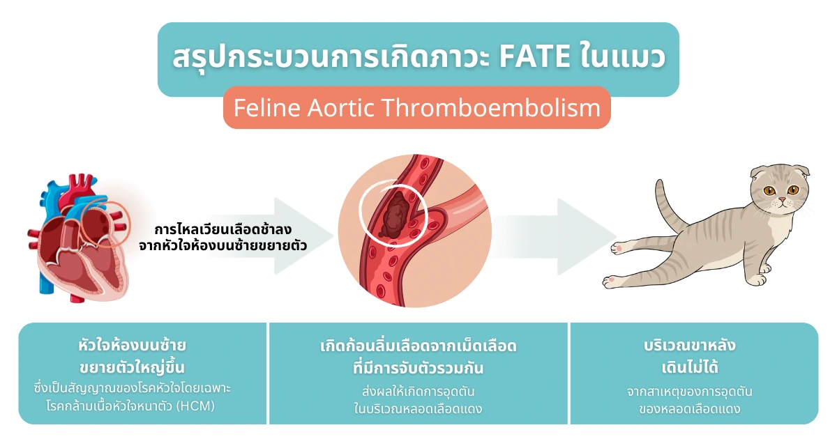 แผนภาพสรุปกระบวนการเกิด FATE ในแมว: เริ่มจากหัวใจห้องบนซ้ายขยายใหญ่ เลือดไหลช้าลง เกิดลิ่มเลือดอุดตันในหลอดเลือดแดง นำไปสู่อาการขาหลังเดินไม่ได้