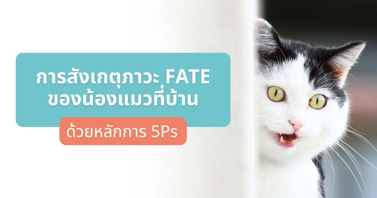 การสังเกตภาวะ FATE ของน้องแมวที่บ้าน ด้วยหลักการ 5Ps