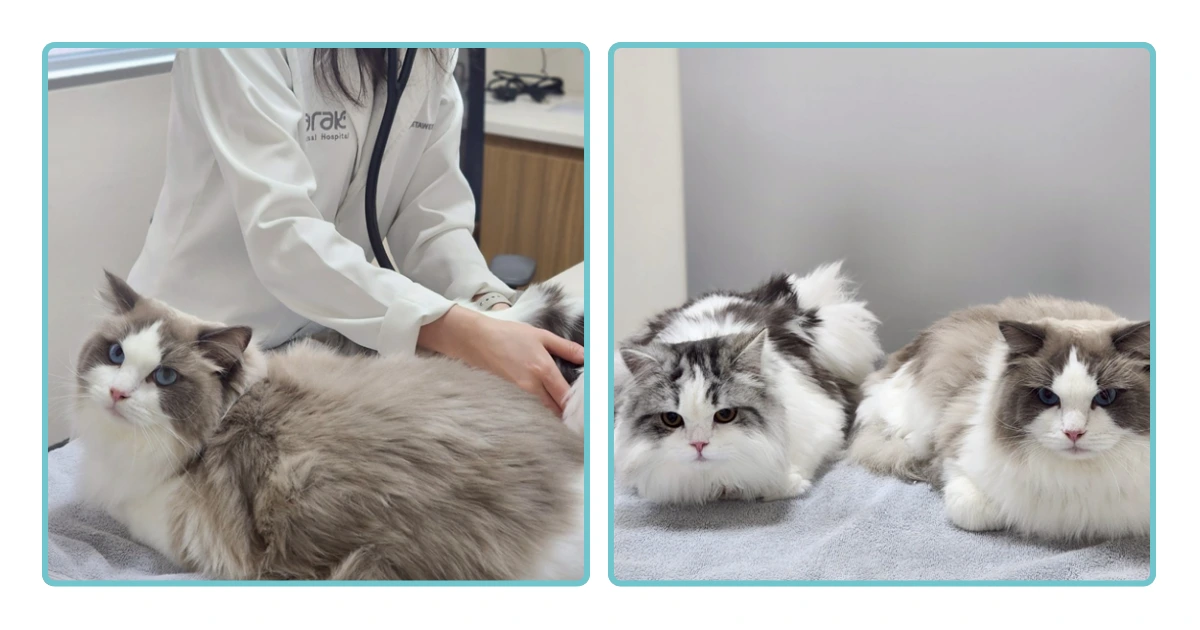 ภาพสัตวแพทย์หญิงตรวจร่างกายแมวพันธุ์ Ragdoll ที่โรงพยาบาลสัตว์อารักษ์ ในภาพขวามีแมว Ragdoll 2 ตัวรอตรวจอย่างสงบ