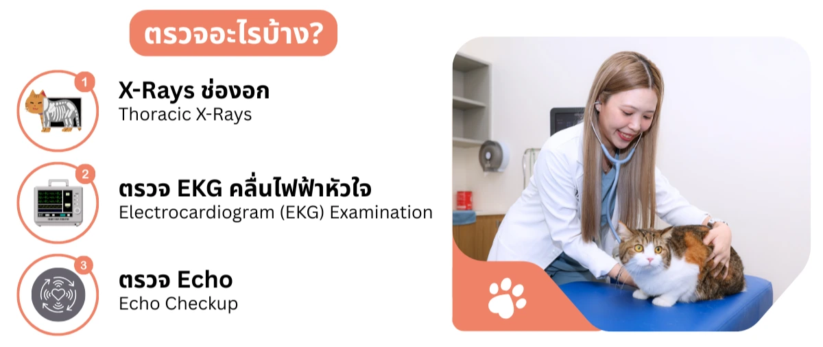 ตรวจสุขภาพหัวใจสัตว์เลี้ยงด้วย X-Rays ทรวงอก, ตรวจ EKG คลื่นไฟฟ้าหัวใจ, และตรวจ Echo โดยสัตวแพทย์