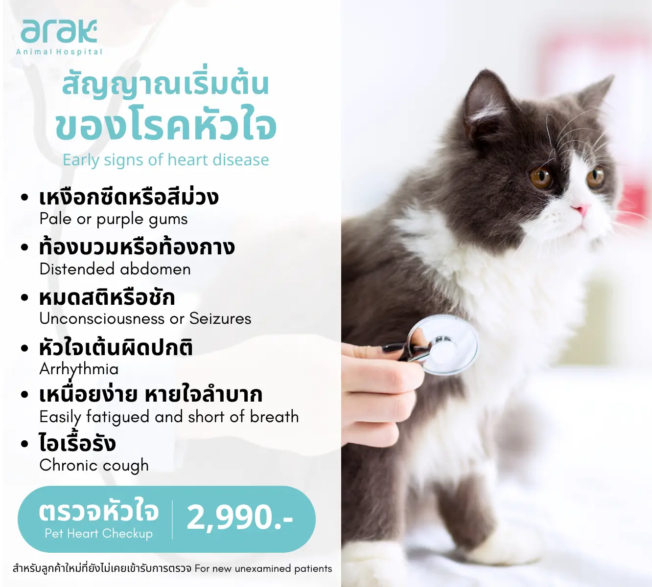สัญญาณเริ่มต้นของโรคหัวใจในสัตว์เลี้ยง เช่น เหงือกซีด, ท้องบวม, เหนื่อยง่าย, ไอเรื้อรัง พร้อมราคาตรวจหัวใจ 2,990 บาท