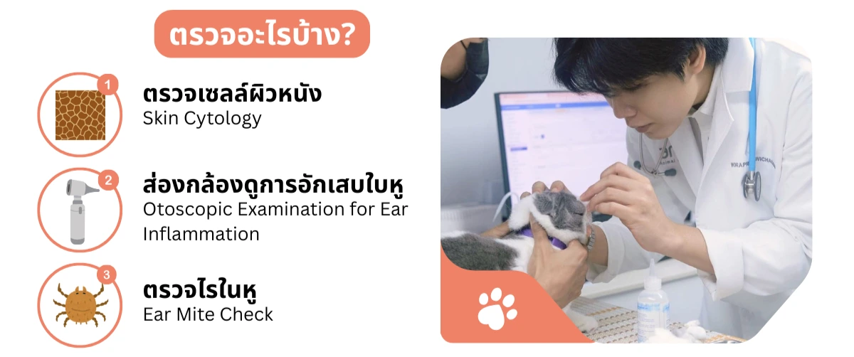 การตรวจผิวหนังและหูในสัตว์เลี้ยง: ตรวจ Skin Cytology, Otoscopic Examination ดูการอักเสบในหู, และ Ear Mite Check