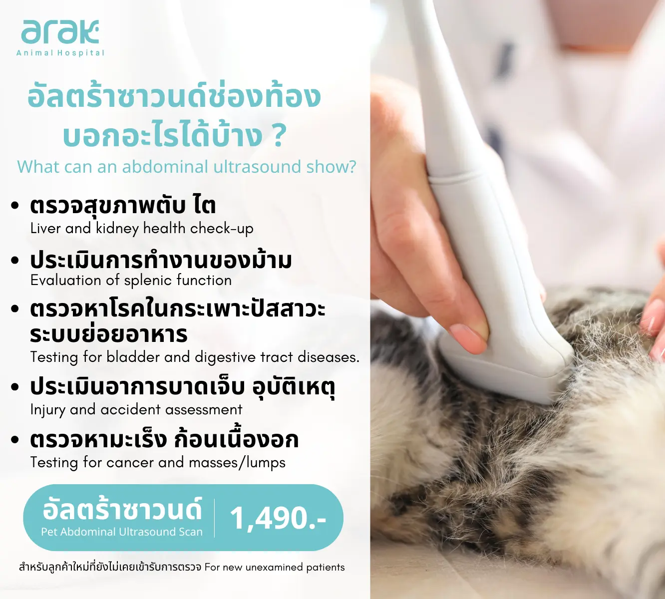 อัลตร้าซาวด์ช่องท้องสัตว์เลี้ยงใช้ตรวจสุขภาพตับ ไต ม้าม กระเพาะปัสสาวะ และคัดกรองมะเร็ง/ก้อนเนื้อ พร้อมราคา 1,490 บาท