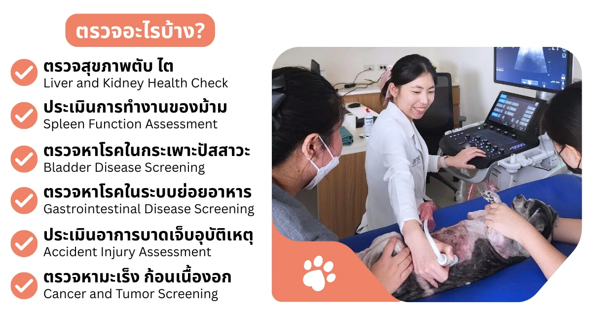 ตรวจสุขภาพอวัยวะภายในด้วยเครื่องอัลตร้าซาวด์: ตรวจตับ ไต ม้าม กระเพาะปัสสาวะ ระบบย่อยอาหาร และคัดกรองมะเร็งในสัตว์เลี้ยง