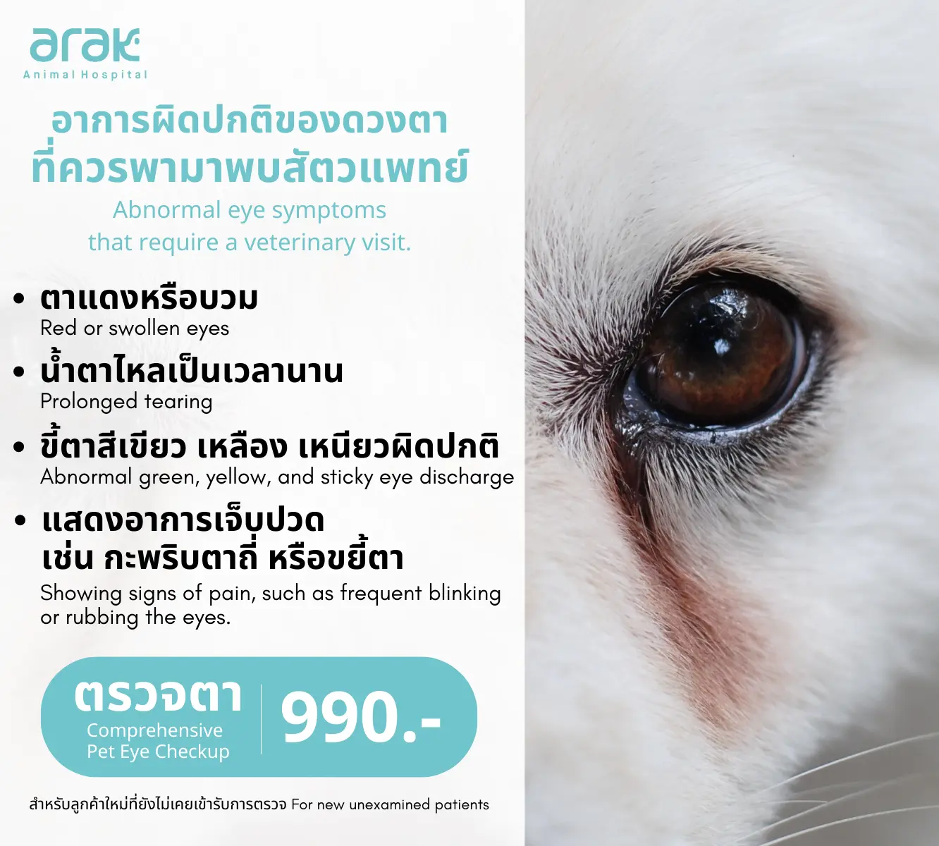 อาการผิดปกติของดวงตาในสัตว์เลี้ยงที่ต้องพบสัตวแพทย์: ตาแดง, น้ำตาไหลนาน, ขี้ตาสีเขียว/เหลือง, แสดงอาการเจ็บปวด พร้อมราคาตรวจตา 990 บาท