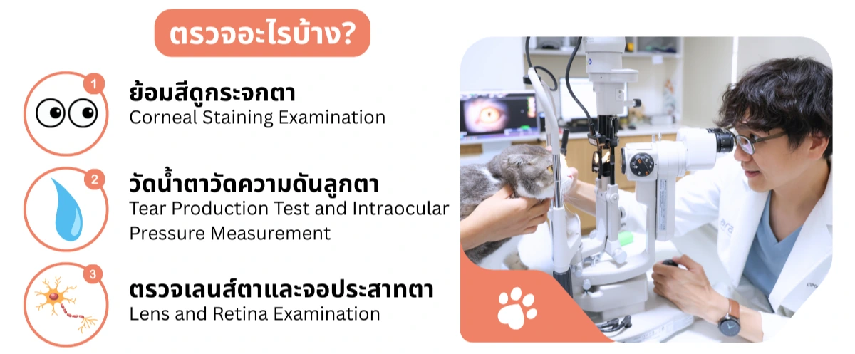 การตรวจสุขภาพตาสัตว์เลี้ยง: ย้อมสีกระจกตา (Corneal Staining), วัดน้ำตาและความดันลูกตา, ตรวจเลนส์ตาและจอประสาทตา