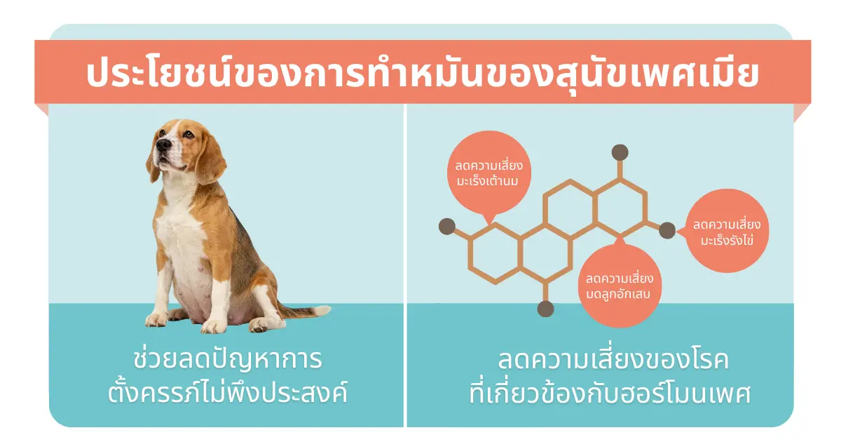 ประโยชน์ของการทำหมันสุนัขเพศเมีย ช่วยลดความเสี่ยงมะเร็งเต้านม มดลูกอักเสบ และการตั้งครรภ์ไม่พึงประสงค์