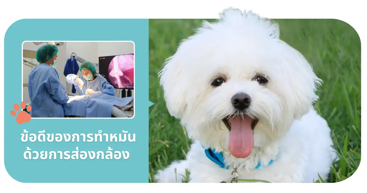 ข้อดีของการทำหมันสุนัขด้วยการส่องกล้อง แผลเล็ก เจ็บน้อย และปลอดภัยสูง