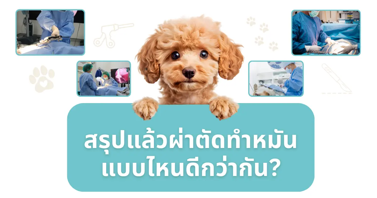 การเปรียบเทียบวิธีการทำหมันสุนัขแบบไหนดีกว่ากัน ระหว่างผ่าตัดปกติกับส่องกล้อง