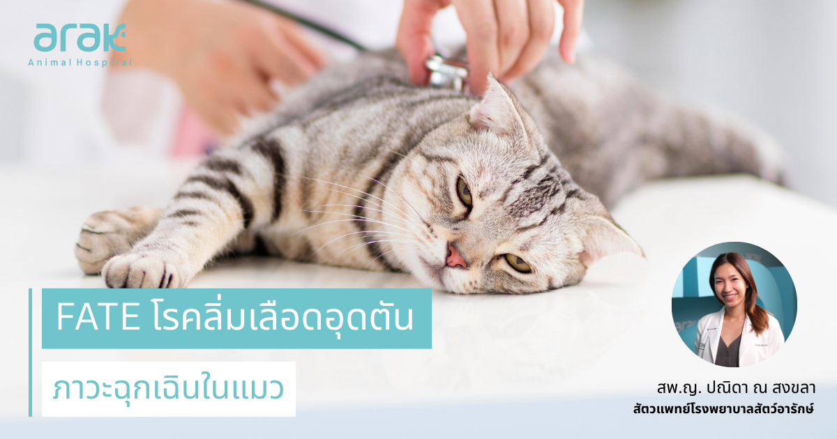 Sunset in the mountains