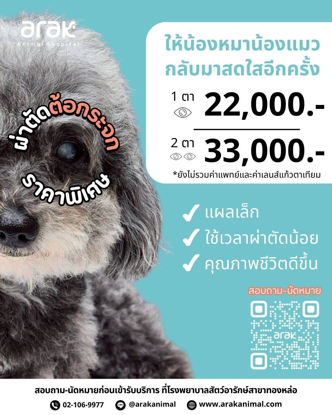 Cataract surgery at Arak Animal Hospital restores vision, involves a small incision, and requires only a short operation time.