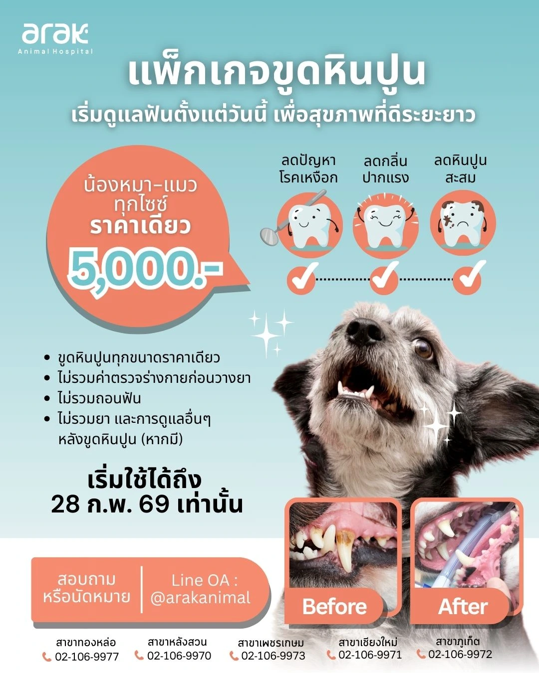 Special Dental Scaling Package for Dogs & Cats | Special price Only 5,000 THB. (All Sizes & Breeds)