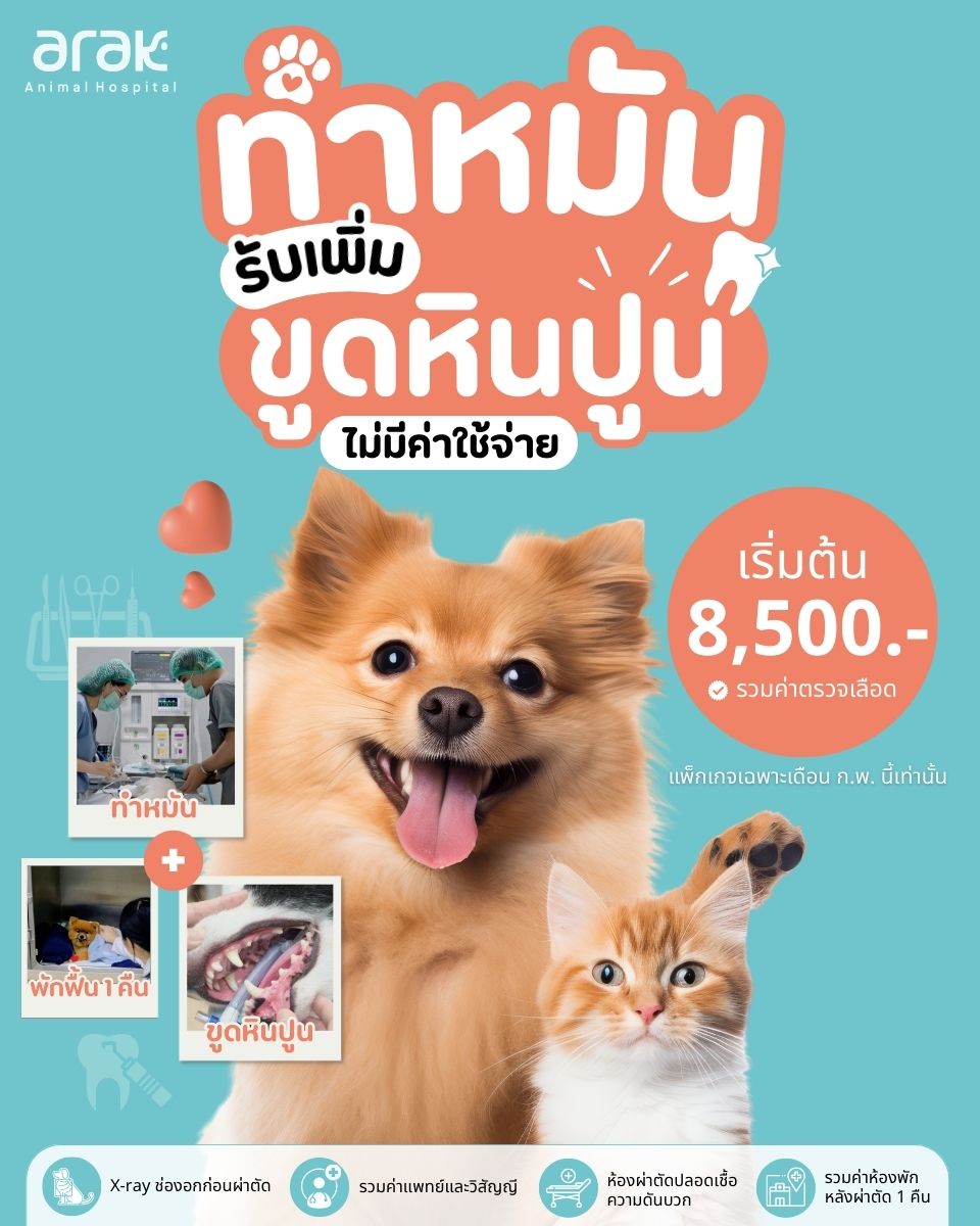 Spay/Neuter with Arak at all branches and Get a FREE Dental Scaling!